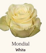 Róża eq mondial 80/50
