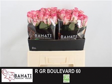 Róża boulevard 60/50 bahati