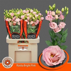 Eustoma rosita bright pink walzicht