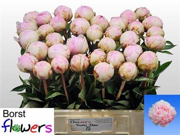 Paeonia pillow talk 55cm (35)