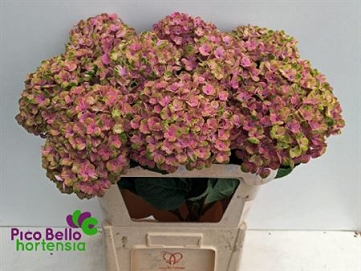 Hydrangea magic coral 80cm