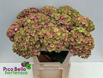 Hydrangea magic coral 80cm