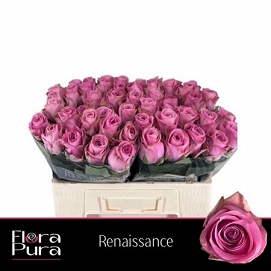 Róża renaissance 50/50 flora pura