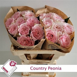 Róża country peonia 50/20 wans roses