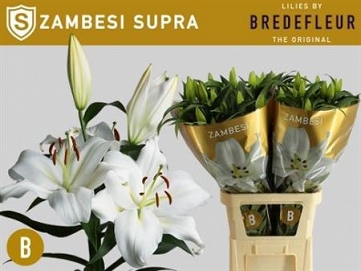 Lilium ot zambesi 100cm WHITE