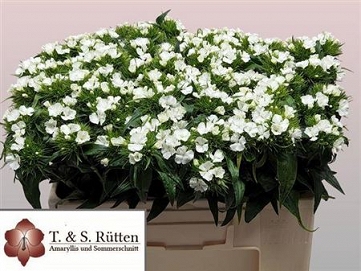 Dianthus Gozdzik barb. white 50cm