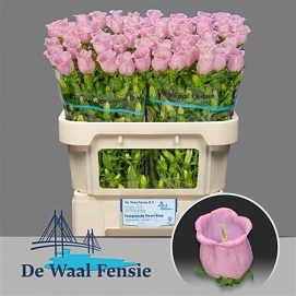 Campanula pearl pink 70cm