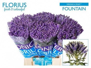Veronica smart fountain 50cm