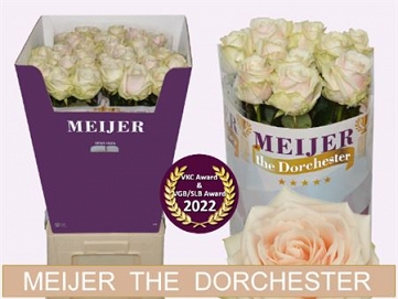 Róża dorchester 90/40 meijer