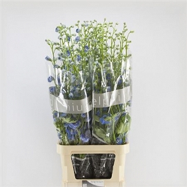 Delphinium du cent skyblu 120cm