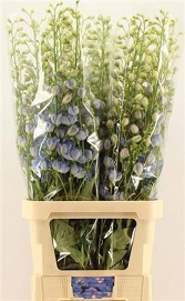 Delphinium du cent skyblu 120cm