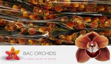 Cymbidium tak 06 80cm rene s wish