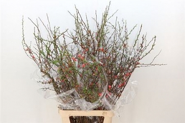Chaenomeles superba 130cm