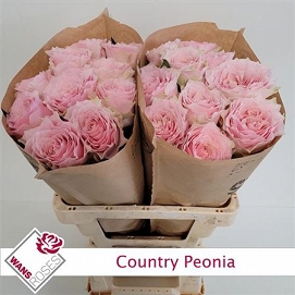 Róża country peonia 60/20 wans roses