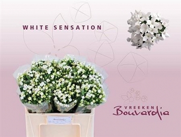 Bouvardia e white sensation 50cm