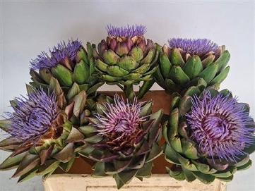 Cynara green glob 50cm /6