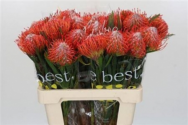 Leucospermum tango 60cm