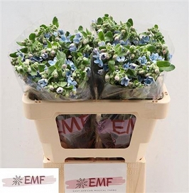Oxypetalum tan pur blue 60cm