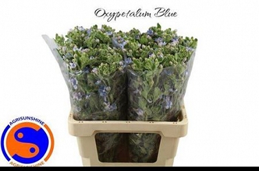 Oxypetalum tan pur blue 60cm