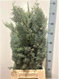 Cupressus arizona glauca bs 60cm