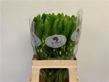 Ornithogalum th white star 60cm