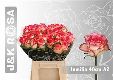Róża jumilia 40/40 J&K
