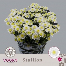 Chryzantema tr stalion