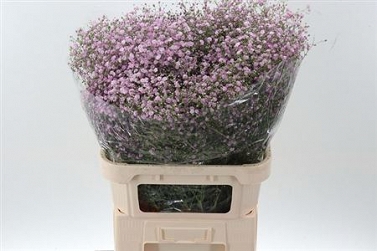 Gypsophila my pinky 80cm