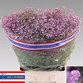 Gypsophila my pinky 80cm