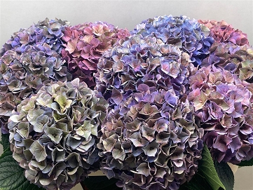 Hydrangea m rodeo cl 80cm