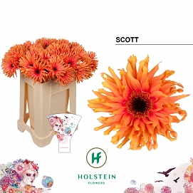 Gerbera kv pastini scott
