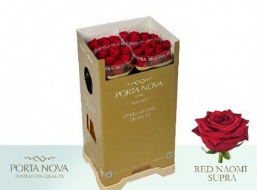 Róża red naomi 70/40 porta nova supra