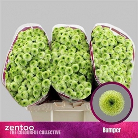 Chryzantema santini bumper