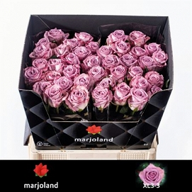 Róża nayeli 60/40 marioland