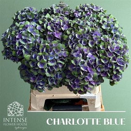Hydrangea m mag charlot bl 65 cm