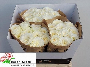 Róża lotti 60/30 kretz