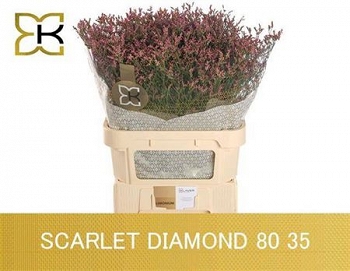 Limonium sin scar diamond 80cm