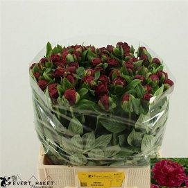 Paeonia henry bockstoce 60cm (50)