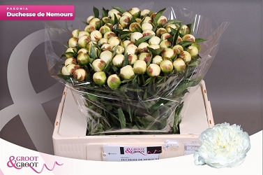 Paeonia duches d nemo 55cm (70)