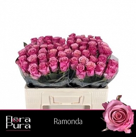 Róża ramonda 50/60 flora pura