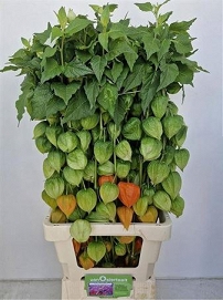 Physalis lampion 90cm