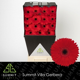 Gerbera gr blinddate