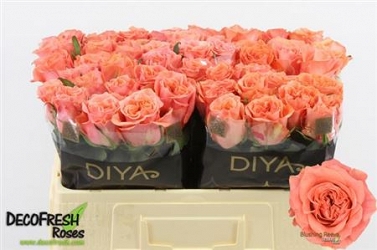 Róża blushing reeva 50/50 diya