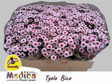 Chryzantema santini mad toyo bico