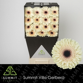 Gerbera gr eclair