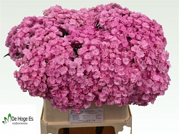 Hydrangea beauty luxor RS 80cm