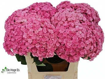 Hydrangea beauty luxor RS 80cm