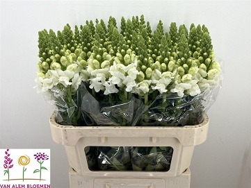 Antirhinum op white 75cm