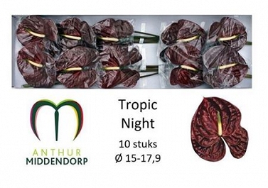 Anthurium tropic night 10