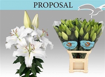 Lilium or proposal 100cm
